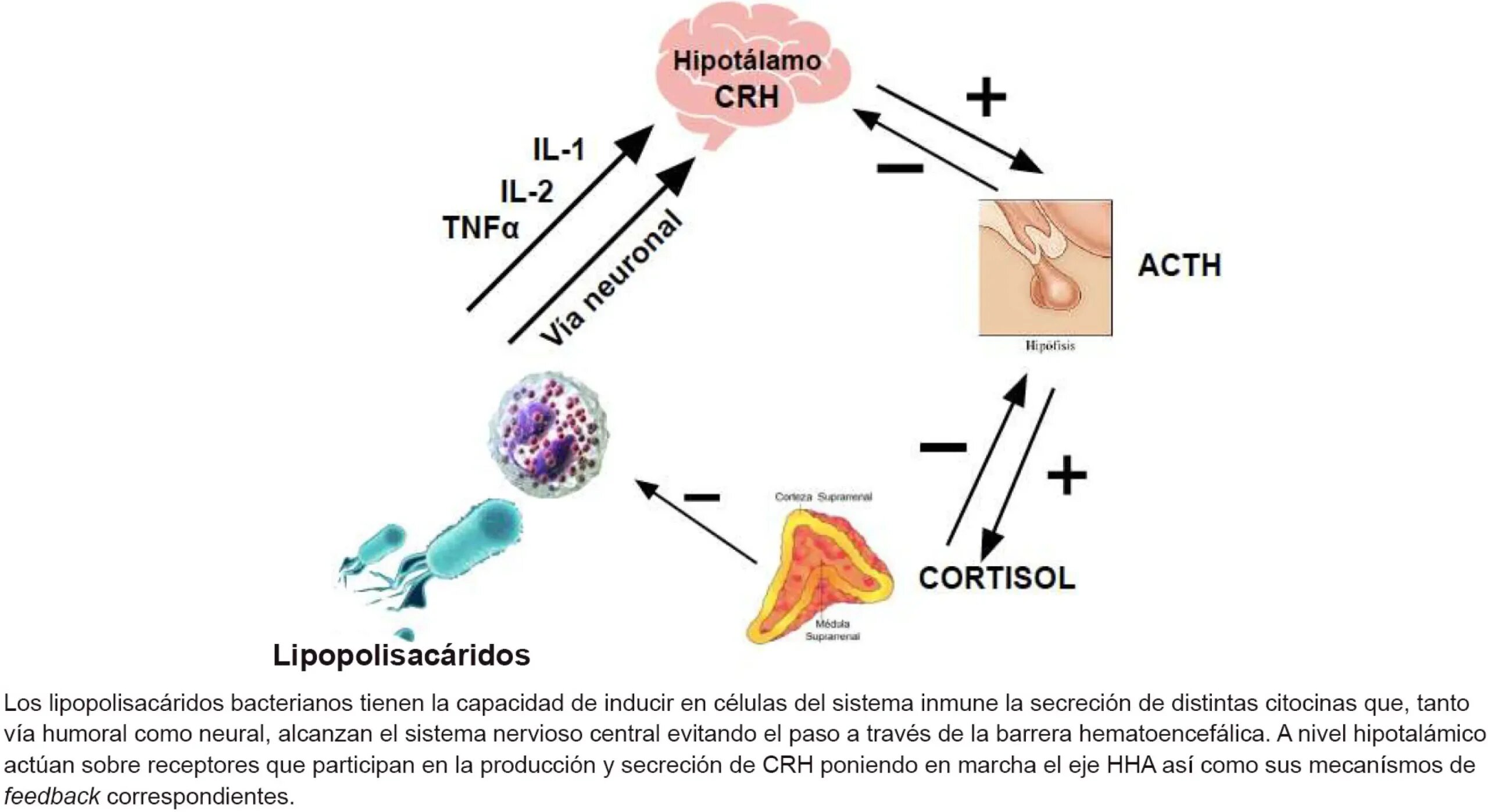Importancia de la Medicación Post-Implante