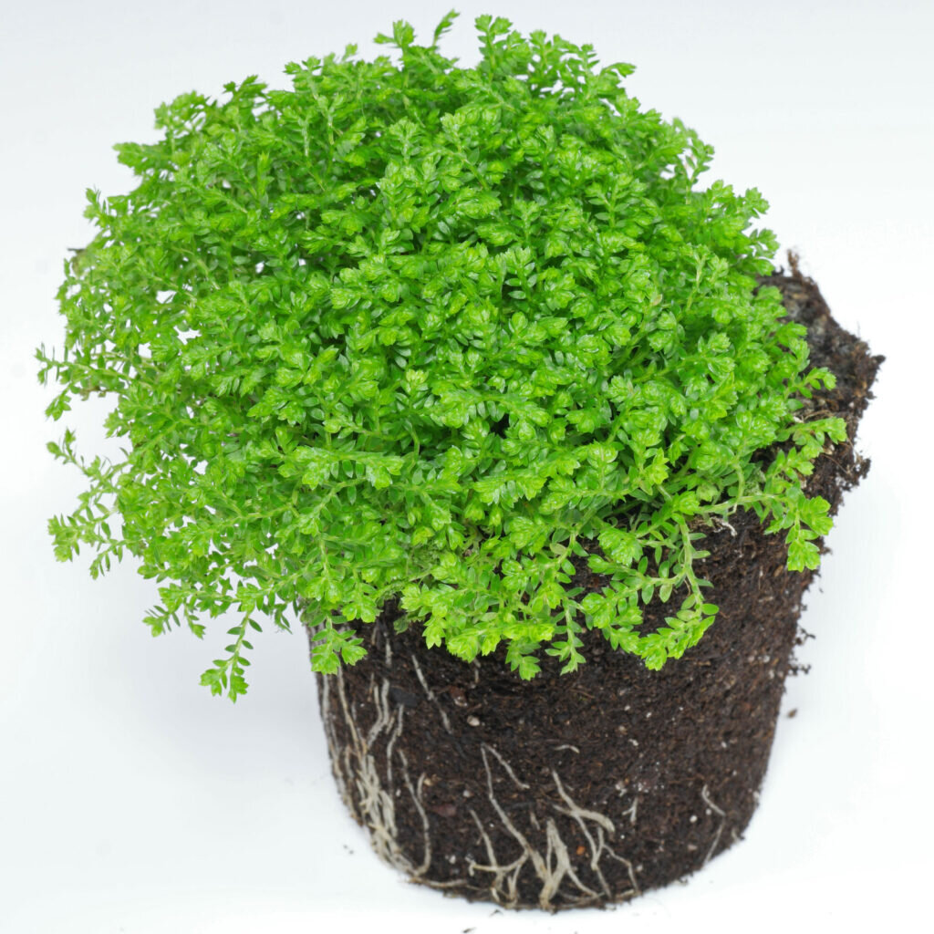 Tabla de Recomendaciones y Cuidados Específicos